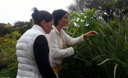 Herbal Roots