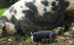 Burren Free Range Pork