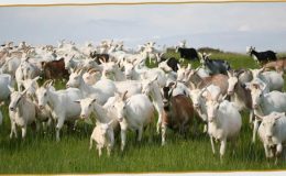St Tola Goats